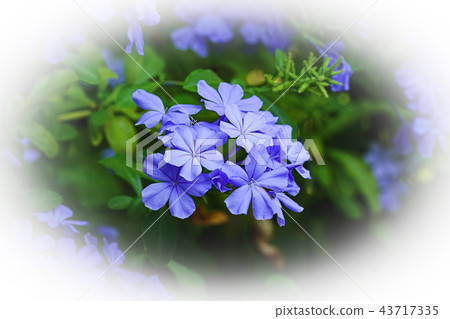 Ruri Matsuri Ruri Matsuri 43717335