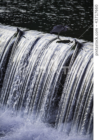 Wild bird Wild bird 43717660