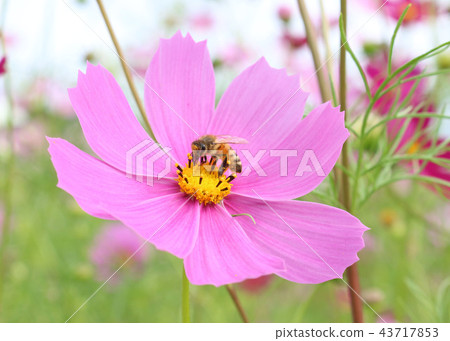 Autumn cherry and honeybee Autumn cherry and honeybee 43717853
