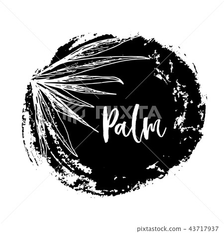 Coconut palm or queen palmae with leaves poster 43717937