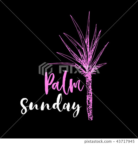 Coconut palm or queen palmae with leaves poster 43717945