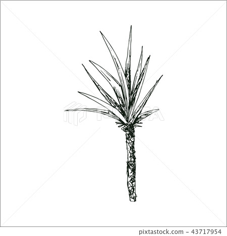 Coconut palm sketch or queen palmae with leaves 43717954