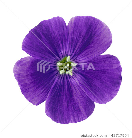 flower indigo flax isolated on white background flower indigo flax isolated on white background 43717994