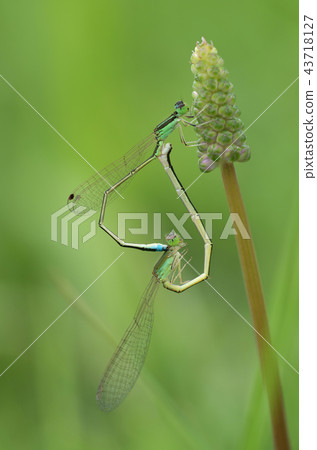 Auromonitsubo-mating that stops in the Tulbo Auromonitsubo-mating that stops in the Tulbo 43718127
