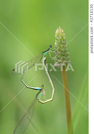 Auromonitsubo-mating that stops in the Tulbo 43718130