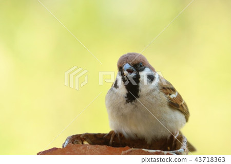 Sparrow close up Sparrow close up 43718363