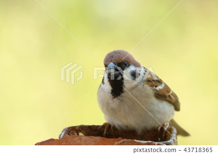 Sparrow close up Sparrow close up 43718365