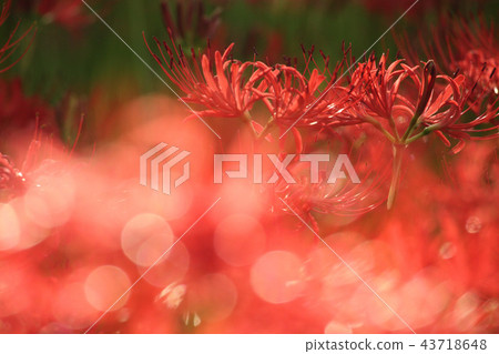 Higambuna Higambuna 43718648