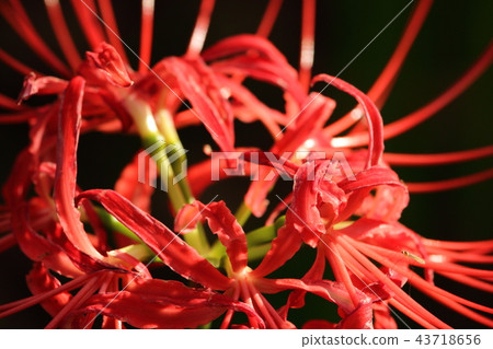 石蒜 石蒜 43718656