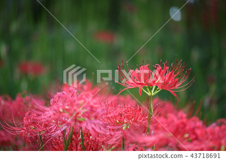 石蒜 石蒜 43718691