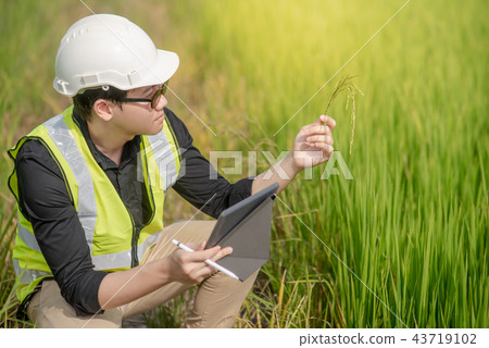 Asian male agronomist observing on rice field 43719102