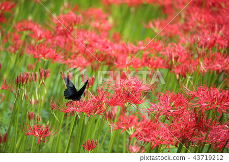 黑色swallowtail和higanbana 43719212