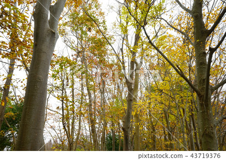 Autumn leaves Autumn leaves 43719376