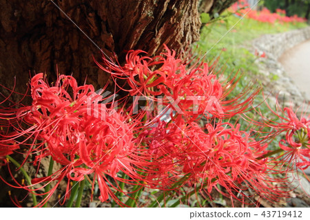 Cluster amaryllis Cluster amaryllis 43719412