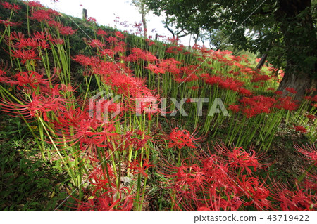 Cluster amaryllis 43719422