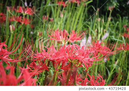 Cluster amaryllis Cluster amaryllis 43719428