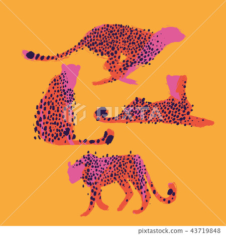 Graphic collection of cheetahs drawn with rough brush 43719848