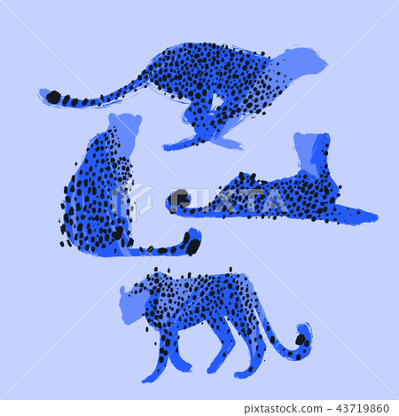 Graphic collection of cheetahs drawn with rough brush 43719860