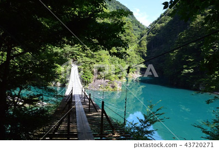 夢想的懸索橋（靜岡縣） 43720271