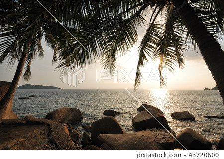 silhouette of  coconut tree 43720600