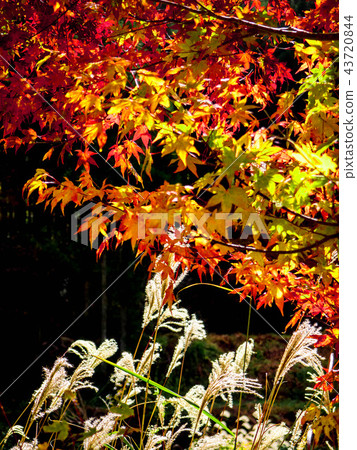 秋天 43720844