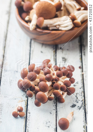 agaric honey mushrooms agaric honey mushrooms 43720852