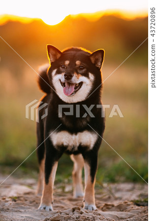 Young Black And Tan Shiba Inu Dog Outdoor Young Black And Tan Shiba Inu Dog Outdoor 43720896