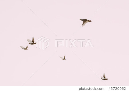 Belarus. Wild Perdix Birds Or True Partridges Flying In Winter S Belarus. Wild Perdix Birds Or True Partridges Flying In Winter S 43720962