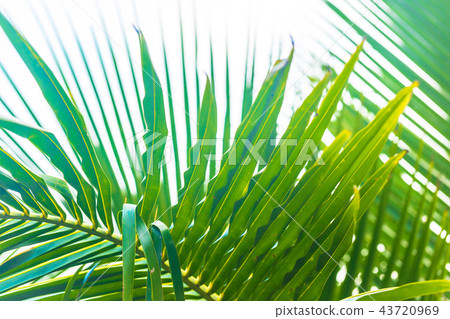 Close up green palm leaves Close up green palm leaves 43720969