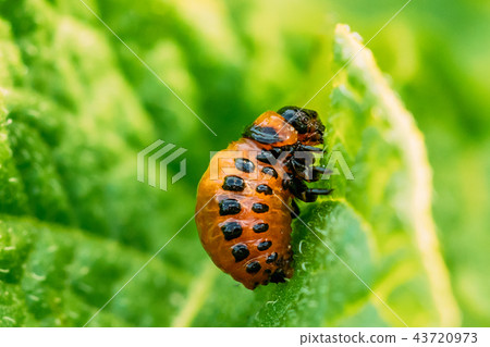Larva Of Leptinotarsa Decemlineata eating potatoes leafs. Seriou Larva Of Leptinotarsa Decemlineata eating potatoes leafs. Seriou 43720973