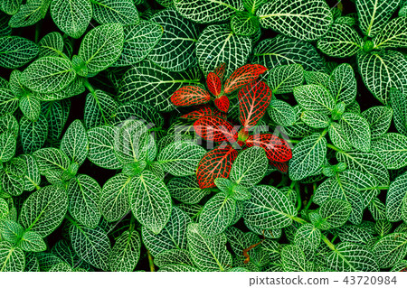 Leaves Of Fittonia Vershaffeliti In Botanical Garden 43720984