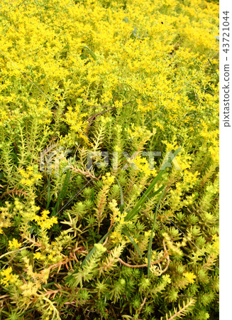 Green leaf Green leaf 43721044