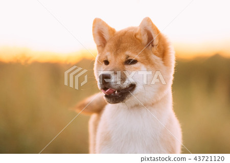 Close Up Portrait Beautiful Young Red Shiba Inu Puppy Dog During Close Up Portrait Beautiful Young Red Shiba Inu Puppy Dog During 43721120
