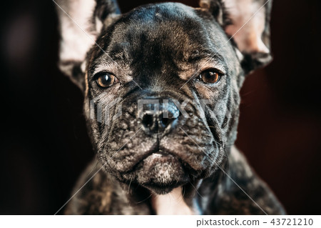 Close Up Eye Of Young Black French Bulldog Dog Puppy. Funny Dog 43721210