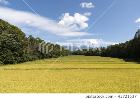 稻田風景 稻田風景 43721537