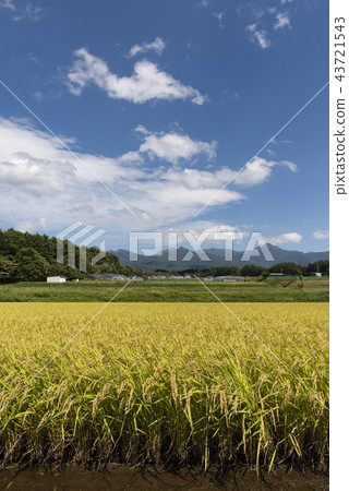 Scenery of paddy fields 43721543