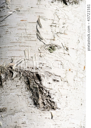 White birch bark 43721581