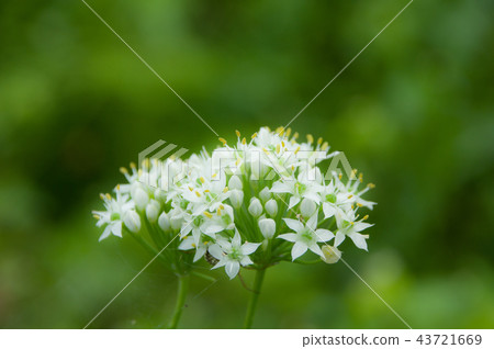 尼拉花 尼拉花 43721669