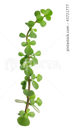 beautiful green twig of plump plant is isolated beautiful green twig of plump plant is isolated 43721777