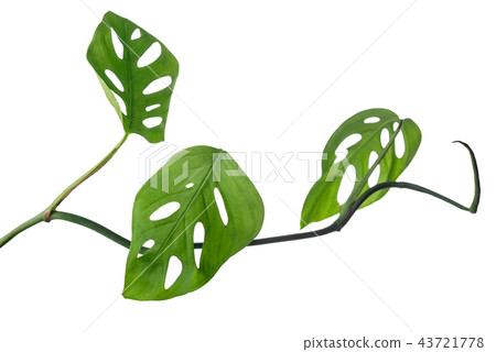 young green monstera (expilata) twig is isolated 43721778