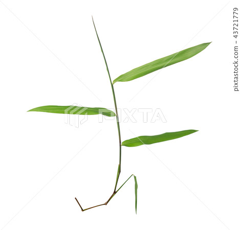 beautiful green twig is isolated on white beautiful green twig is isolated on white 43721779