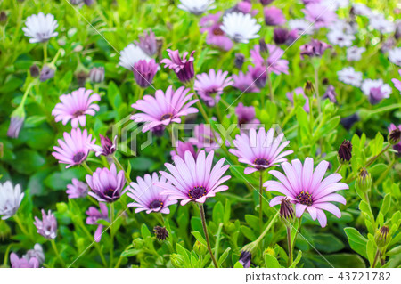 field of  growing african daisies Dimorphotheca, 43721782