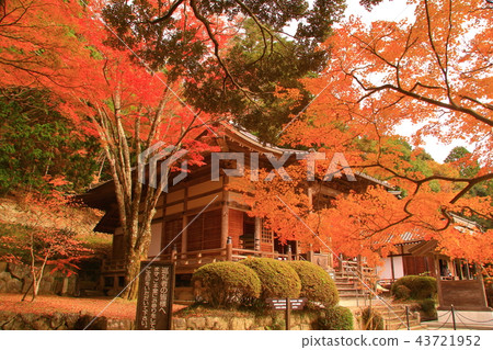 Hanasan-in <Tokozan Bodhi Temple>（兵庫縣三田市）的秋葉 43721952