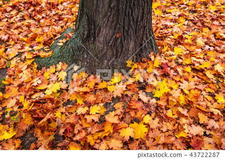 autumn leaves of trees 43722287