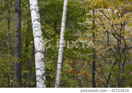 Autumn white birch Autumn white birch 43722610