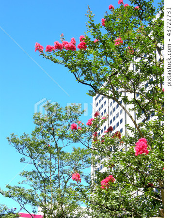 品川海濱森林風景東京品川區 43722731