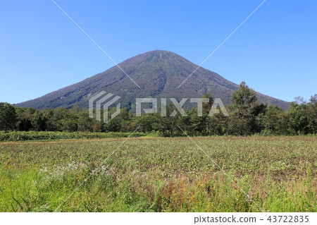 從Shinyo地區的Makari村看到的晚夏羊蹄山 43722835