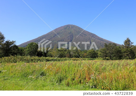 從Shinyo地區的Makari村看到的晚夏羊蹄山 43722839