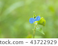 Commelina communis 43722929