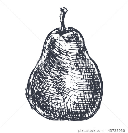 Pear. Hand drawn sketch in grunge style Pear. Hand drawn sketch in grunge style 43722930